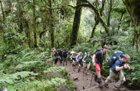 Rainforest Hike